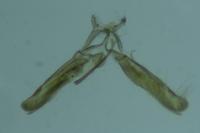 Elachista exactella