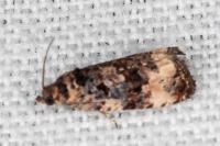 Endothenia