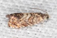 Pammene gallicolana