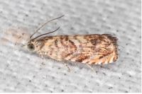 Pammene gallicolana