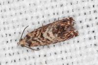 Pammene gallicolana