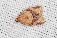Clepsis consimilana