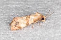 Phalonidia contractana
