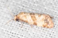 Phalonidia contractana