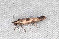 Scythris limbella