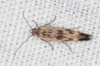 Scythris limbella