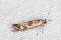 Scythris limbella
