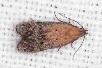 Stomopteryx remissella