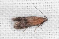 Stomopteryx remissella