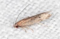 Stomopteryx remissella