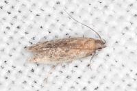 Stomopteryx remissella
