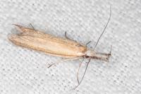 Pleurota aristella