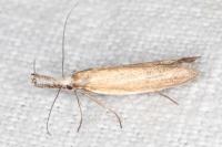 Pleurota aristella