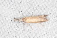 Pleurota aristella