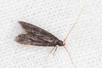 Eurodachtha canigella