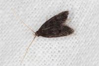 Eurodachtha canigella