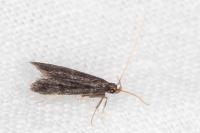 Eurodachtha canigella