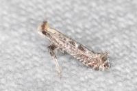 Parornix torquillella