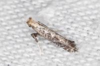 Parornix torquillella