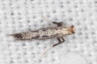 Parornix torquillella