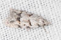 Symmoca signatella