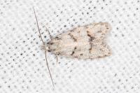 Symmoca signatella