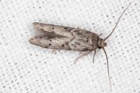 Blastobasis glandulella