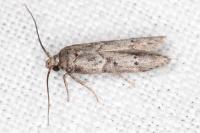Blastobasis glandulella