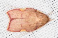 Carcina quercana