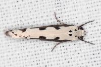 Ethmia bipunctella