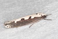 Ethmia bipunctella