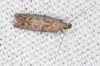 Rosetea rosetella