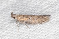 Rosetea rosetella