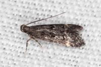 Dichomeris alacella