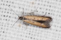 Mesophleps trinotella