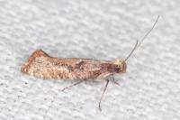 Acrolepiopsis vesperella