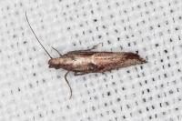 Acrolepiopsis vesperella