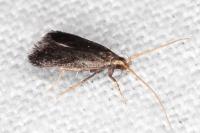 Lecithocera nigrana