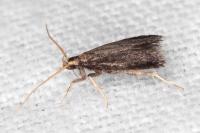 Lecithocera nigrana