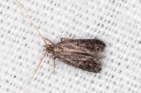 Lecithocera nigrana