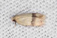Odites kollarella