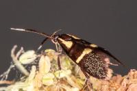 Dasycera oliviella