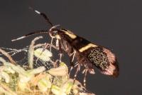 Dasycera oliviella