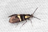 Dasycera oliviella