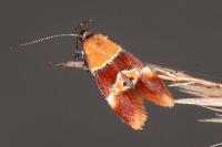 Epicallima bruandella