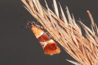 Epicallima bruandella
