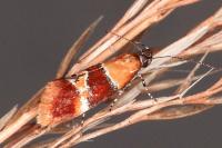 Epicallima bruandella