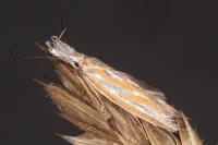 Pleurota honorella/tabelli