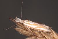 Pleurota honorella/tabelli