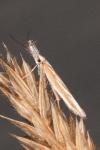 Pleurota honorella/tabelli